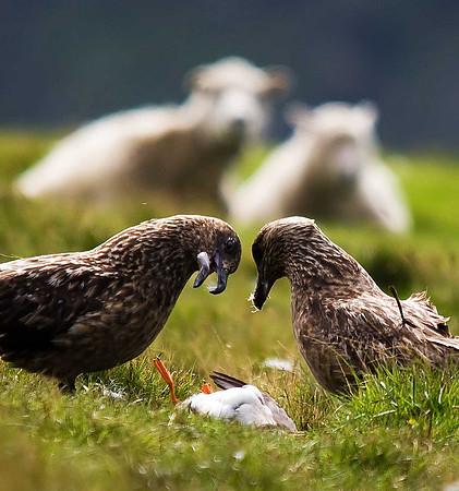 Great Skua