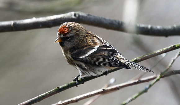 Lesser Redpoll