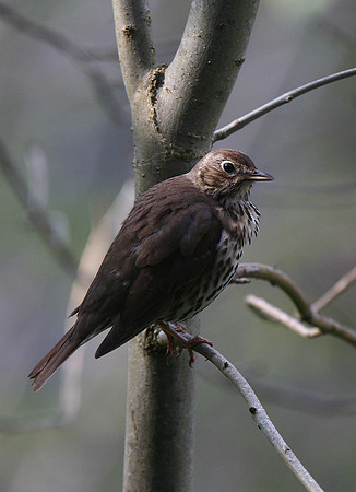 Song Thrush