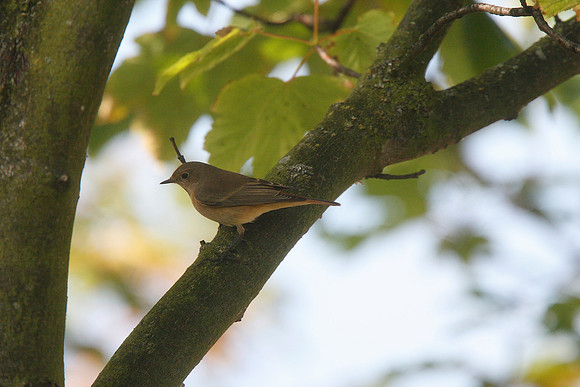 Redstart