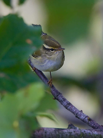 Yellow-browed Warbler