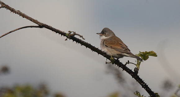 Whitethroat