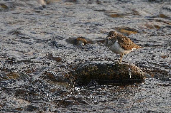 Common Sandpiper