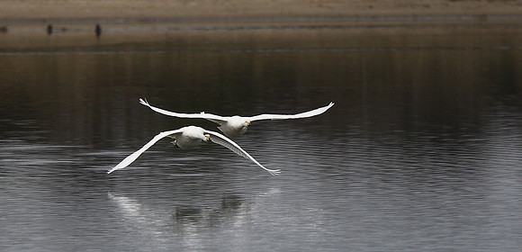 Whooper Swans