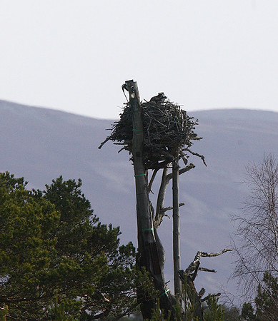 Osprey