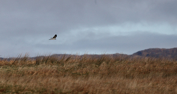 Hen Harrier