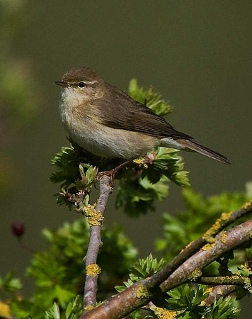 Chiffchaff