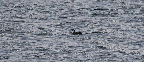 Great Northern Diver