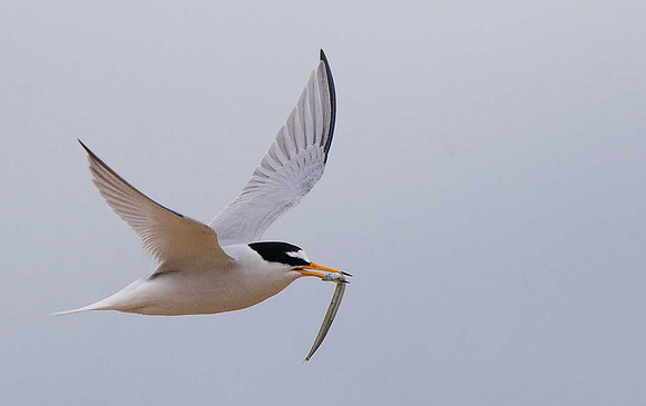 Little Tern