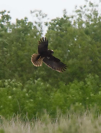 Marsh Harrier