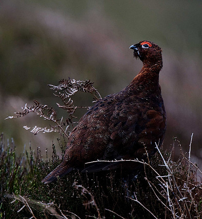 Red Grouse