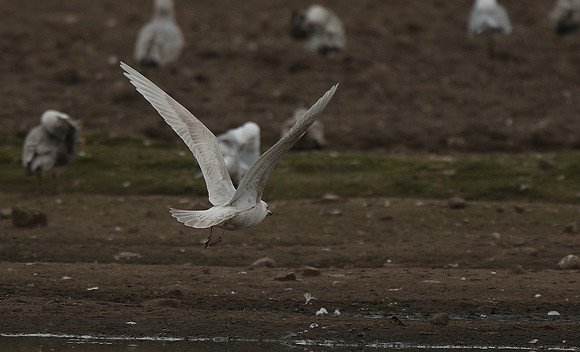 Iceland Gull
