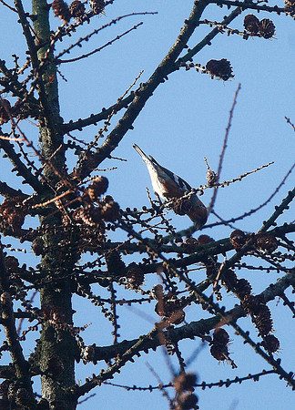 Two-barred Crossbill