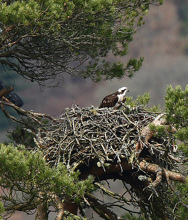 Osprey