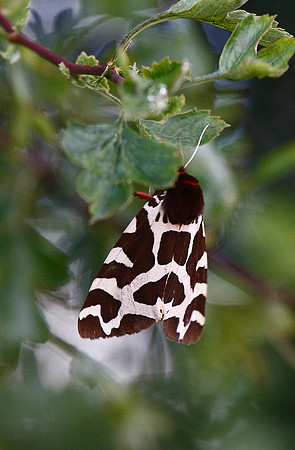 Garden Tiger