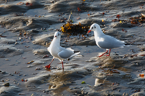 Black-headed Gull