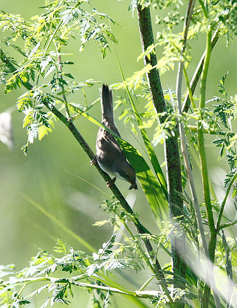 Lesser Whitethroat