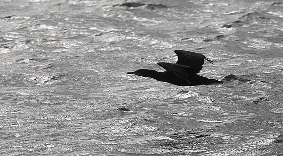 Cormorant