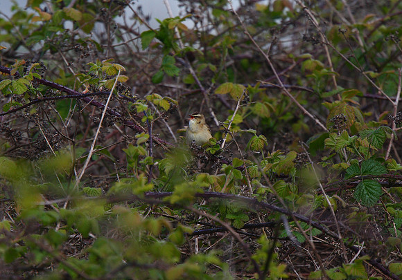 Sedge Warbler