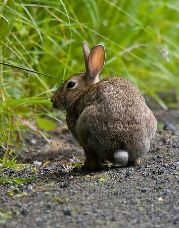 Rabbit