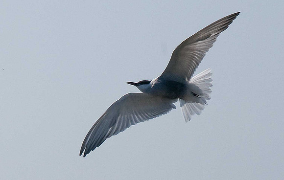 Whiskered Tern