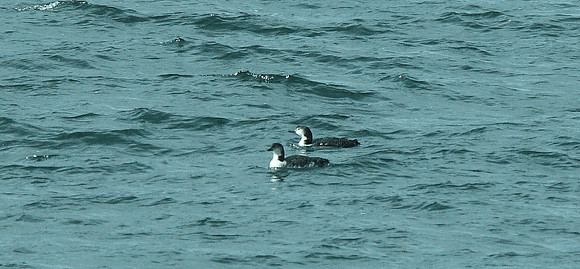 Great Northern Diver