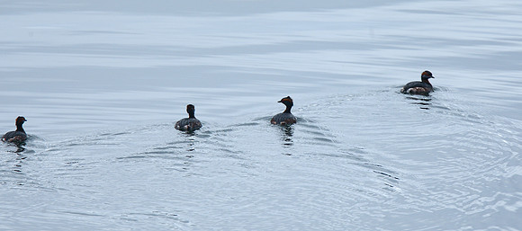Slavonian Grebes