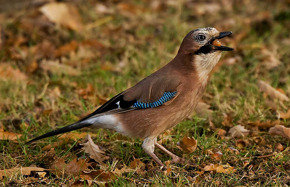Jay