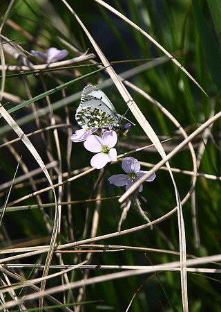 Orange-tip