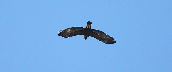 Golden Eagle