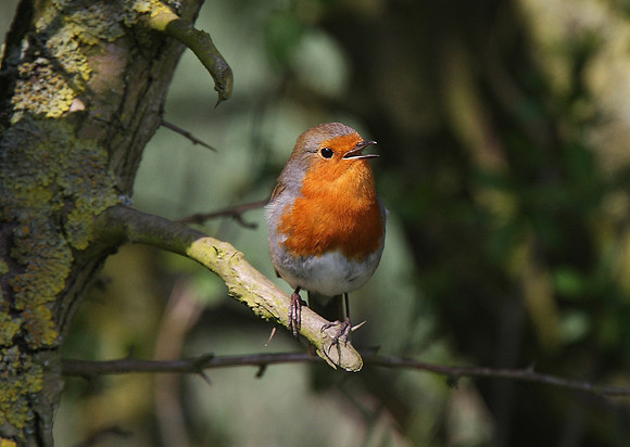 Robin