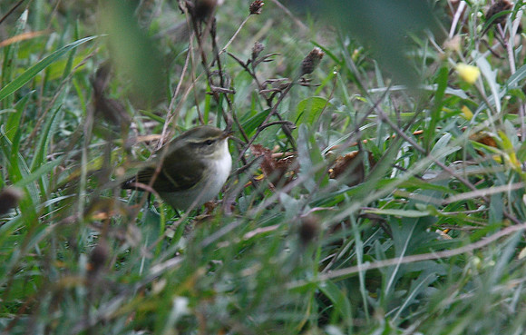 Yellow-browed Warbler