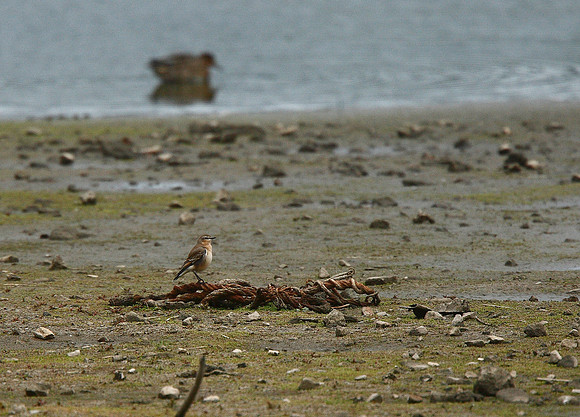 Wheatear