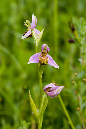 Bee Orchid WQ