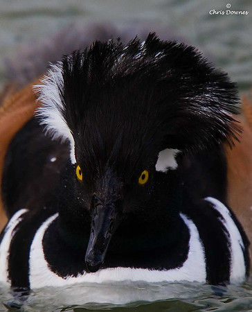 Hooded Merganser