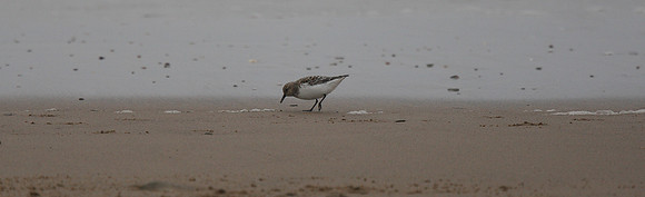 Sanderling