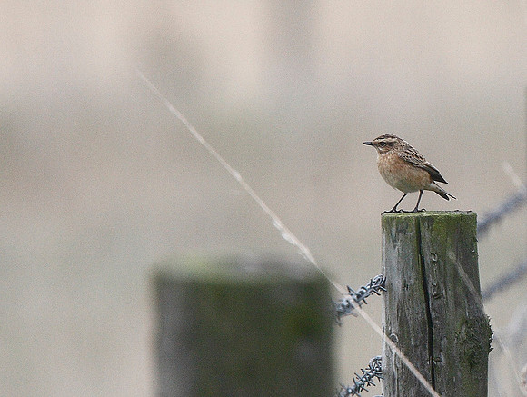 Whinchat