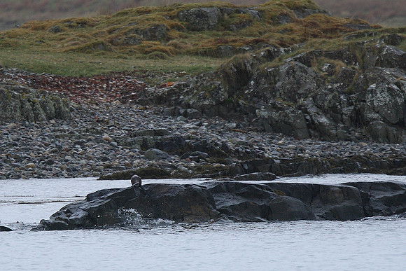 Otter