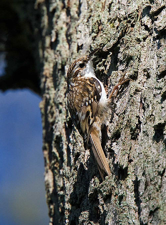 Treecreeper