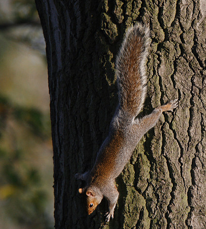 Grey Squirrel