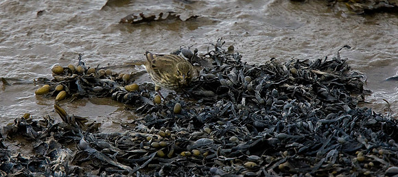 Rock Pipit