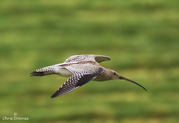 Curlew