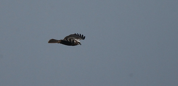 Marsh Harrier
