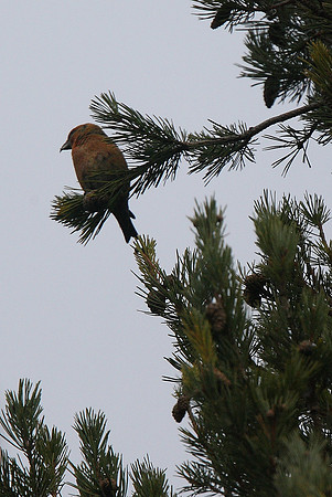 Scottish Crossbill