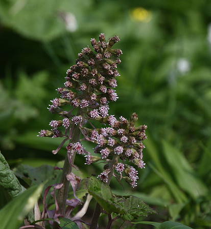 Butterbur