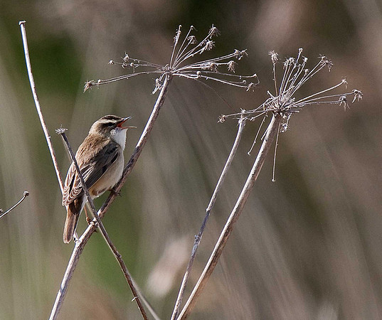 Sedge Warbler