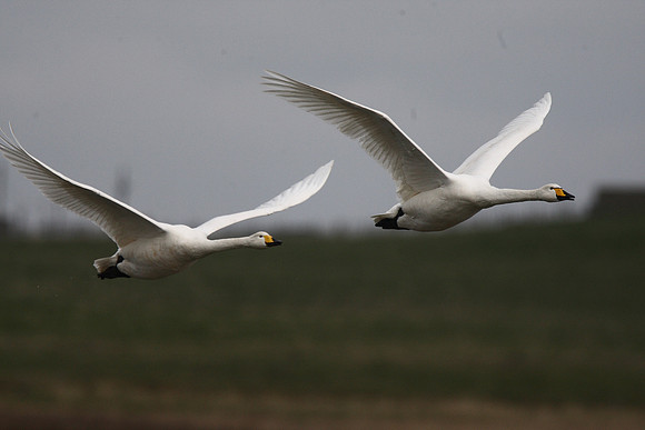 Whooper Swans
