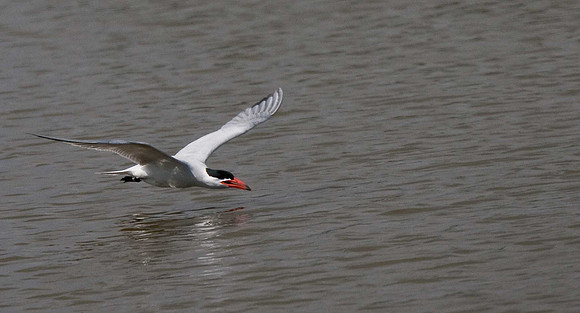 Caspian Tern