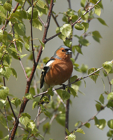 Chaffinch