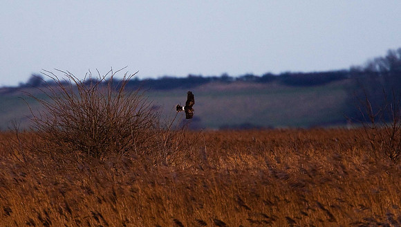 Hen Harrier